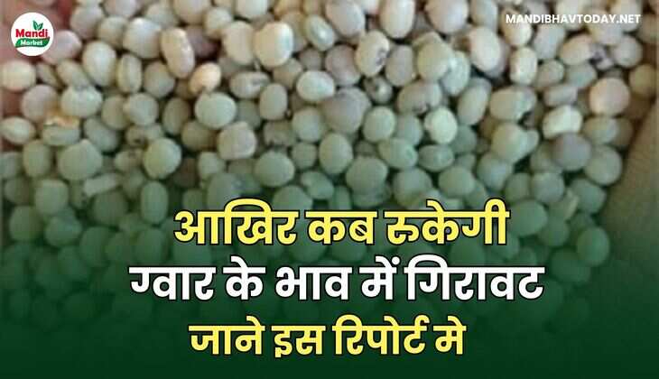 आखिर कब रुकेगी ग्वार के भाव में गिरावट  – 09 मई 2025 