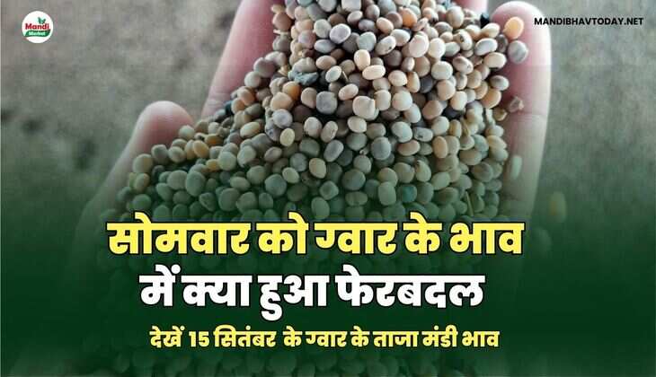 सोमवार को ग्वार के भाव में क्या हुआ फेरबदल | देखें 15 सितम्बर ग्वार के ताजा मंडी भाव तेजी मंदी के साथ
