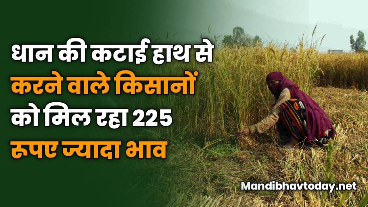 धान की कटाई हाथ से करने वाले किसानों को मिल रहा 225 रूपए ज्यादा भाव