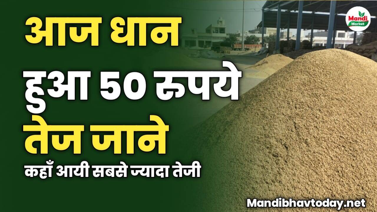 आज धान हुआ 50 रुपये तेज | जाने कहाँ आयी सबसे ज्यादा तेजी