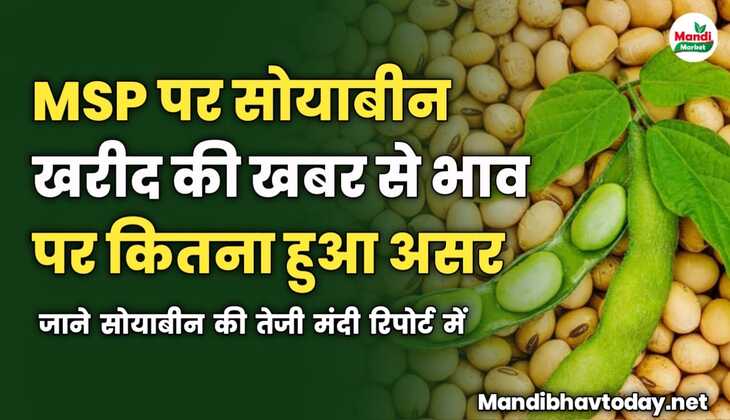 MSP पर सोयाबीन खरीद की खबर का भाव पर कितना हुआ असर | जाने सोयाबीन की तेजी मंदी रिपोर्ट में