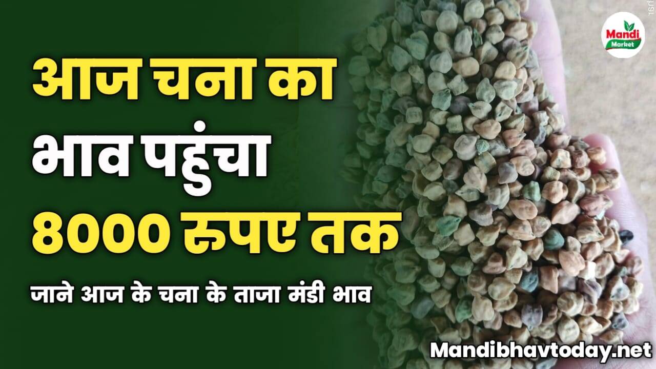 आज चना का भाव पहुंचा 8000 रुपए तक | जाने आज के चना के ताजा मंडी भाव
