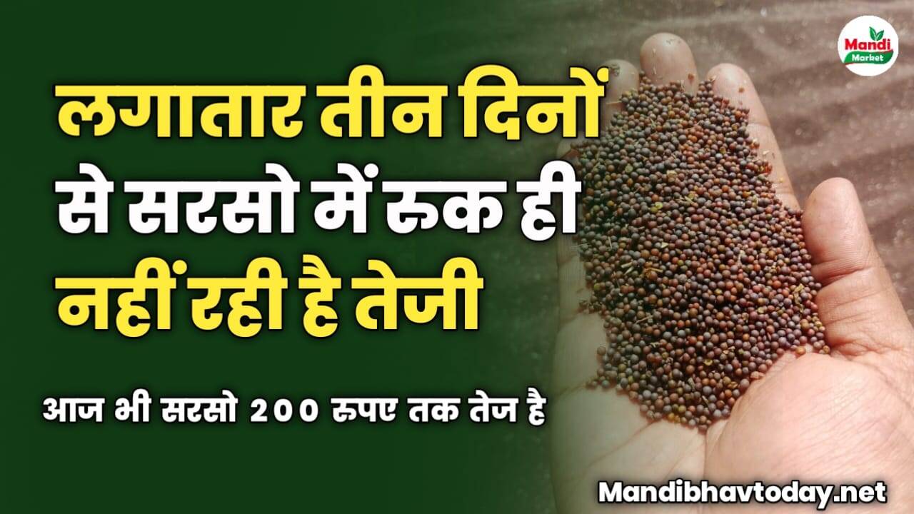 लगातार तीन दिनों से सरसो में रुक ही नहीं रही है तेजी | आज भी सरसो 200 रुपए तक तेज है 
