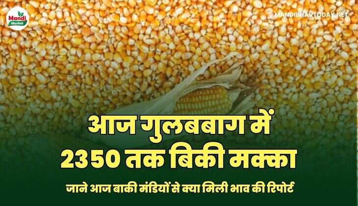 MANDIBHAVTODAY
