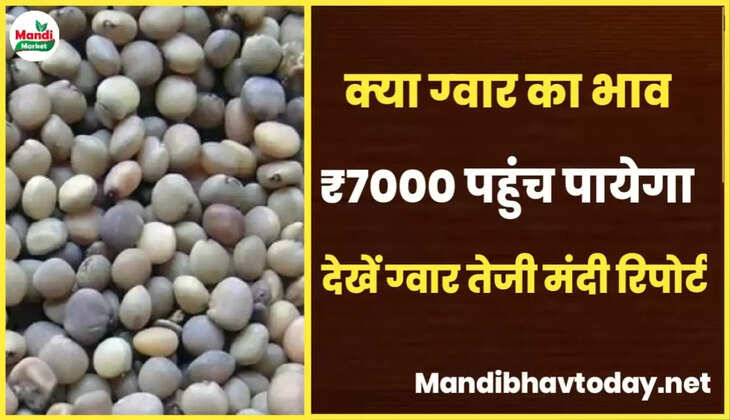 क्या ग्वार का भाव 7000 पहुंच पायेगा देखें ग्वार की तेजी मंदी रिपोर्ट