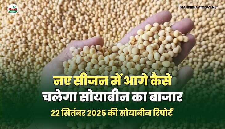 नए सीजन में आगे कैसे चलेगा सोयाबीन का&nbsp;बाजार
