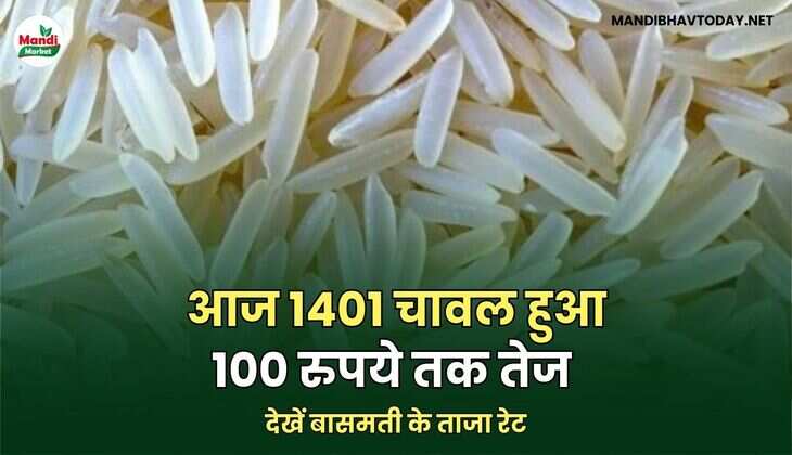 आज 1401 चावल हुआ 100 रुपये तक तेज | देखें बासमती के ताजा रेट