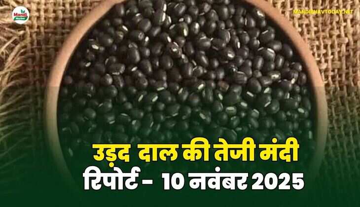 उड़द दाल की तेजी मंदी रिपोर्ट - 10  नवंबर 2025