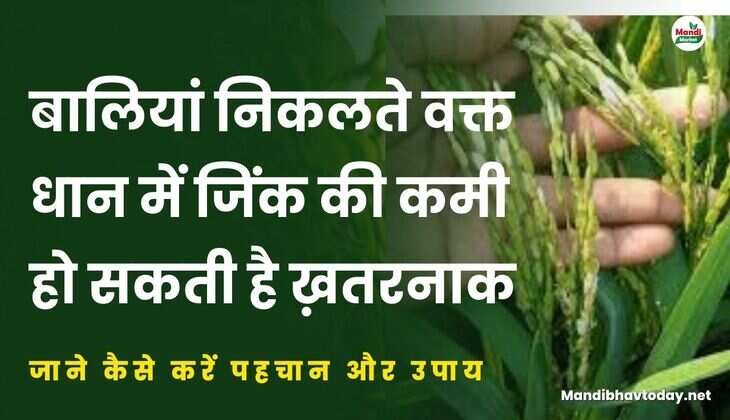 बालियां निकलते वक्त धान में जिंक की कमी हो सकती है ख़तरनाक | जाने कैसे करें पहचान और उपाय