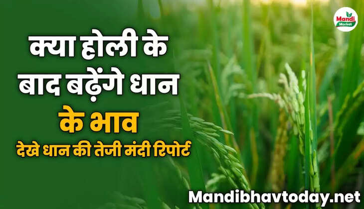 क्या होली के बाद बढ़ेंगे धान के भाव | देखे धान की तेजी मंदी रिपोर्ट 