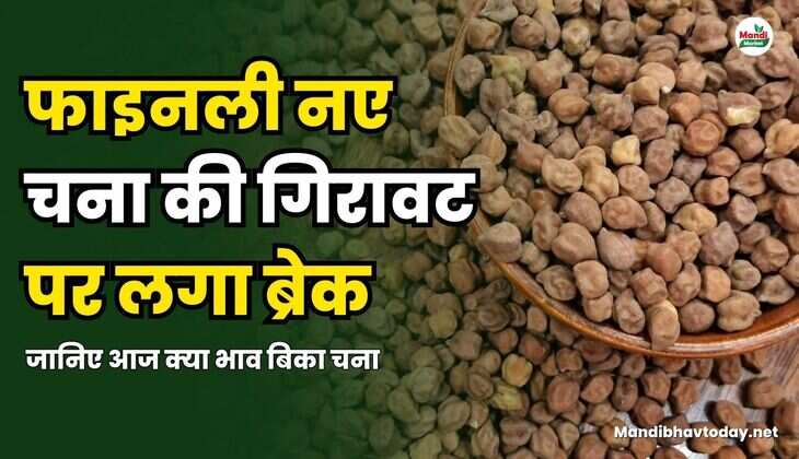 फाइनली नए चना की गिरावट पर लगा ब्रेक | जानिए आज क्या भाव बिका चना 18 Mar 25