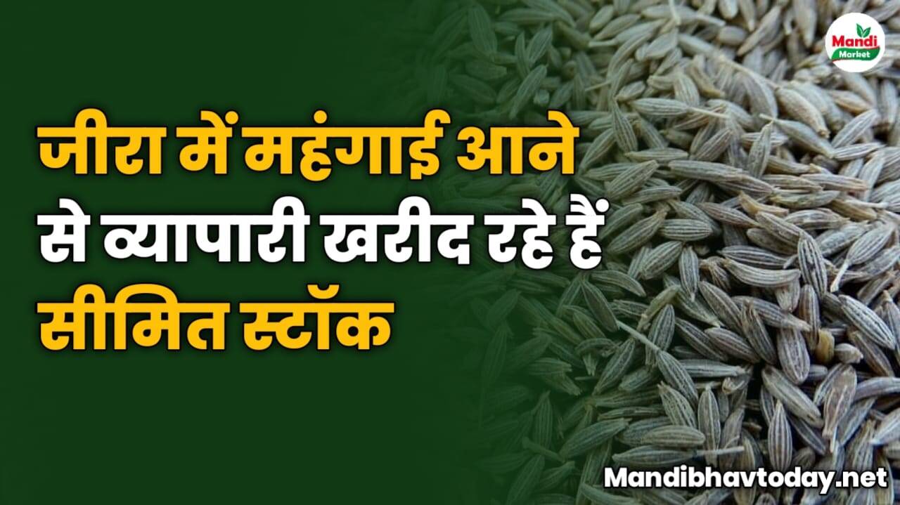 जीरा में महंगाई आने से व्यापारी खरीद रहे हैं सीमित स्टॉक | देखे पूरी जानकारी इस रिपोर्ट में