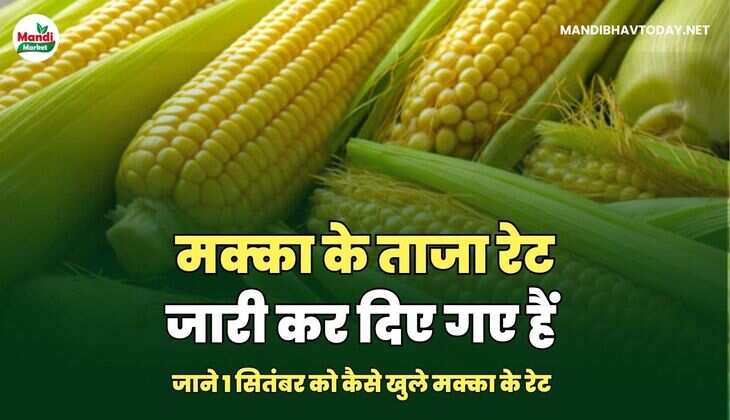 मक्का के ताजा रेट जारी कर दिए गए हैं |  जाने 1 सितंबर को कैसे खुले मक्का के रेट