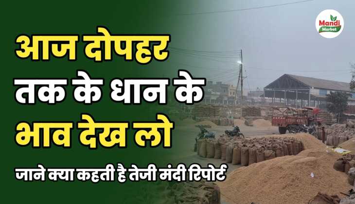 बासमती के बाजार से आ गई है अपडेट | जाने दोपहर तक मंडियों में आज क्या लगे टॉप रेट