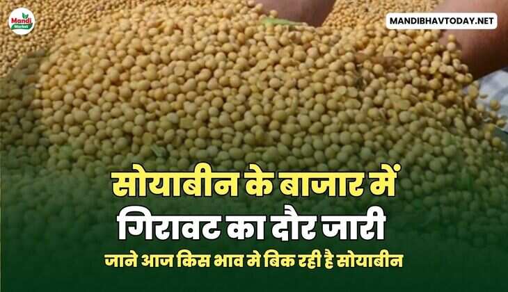 सोयाबीन के बाजार में गिरावट का दौर जारी | जाने आज किस भाव मे बिक&nbsp;रही&nbsp;है&nbsp;सोयाबीन