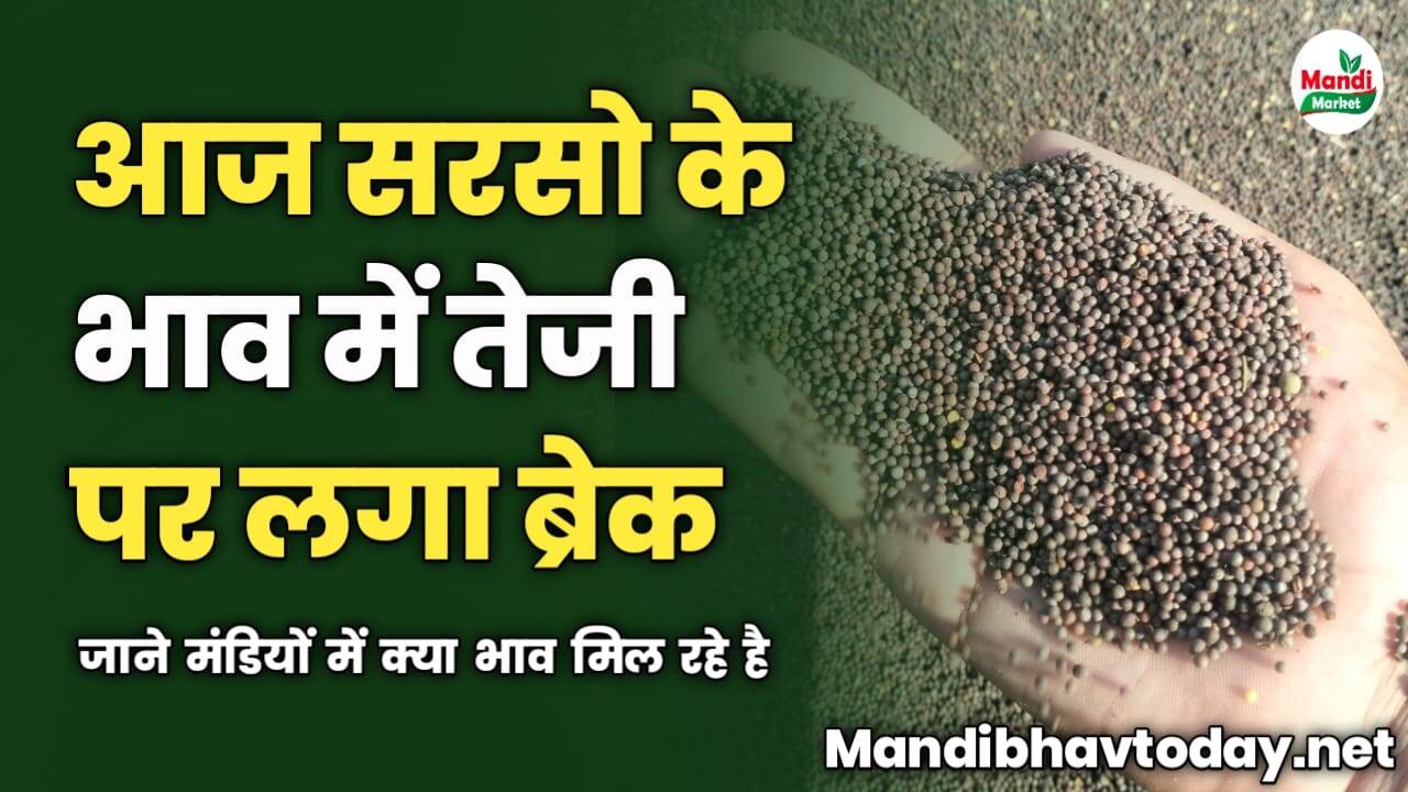 सरसो के भाव में तेजी पर लगा ब्रेक | जाने मंडियों में क्या भाव मिल रहे है