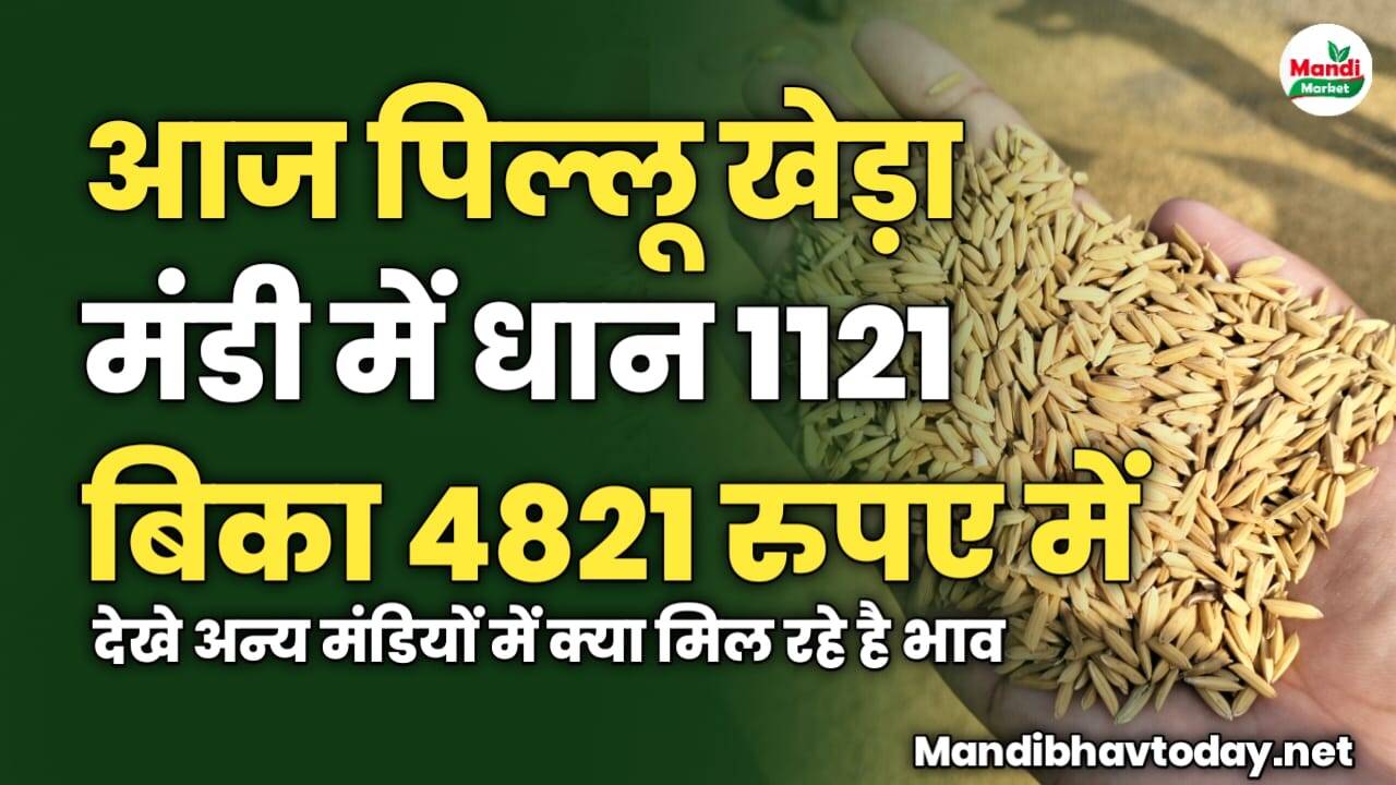 आज पिल्लू खेड़ा मंडी में धान 1121 बिका 4821 रुपए में | देखे अन्य मंडियों में क्या मिल रहे है भाव