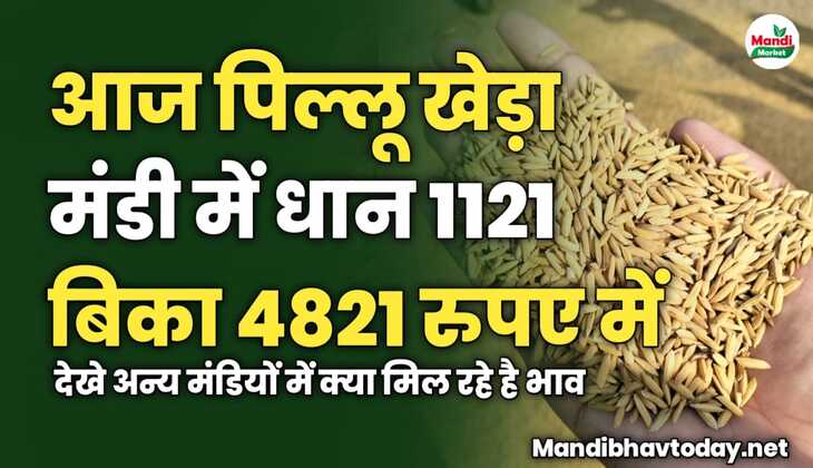 आज पिल्लू खेड़ा मंडी में धान 1121 बिका 4821 रुपए में | देखे अन्य मंडियों में क्या मिल रहे है भाव 