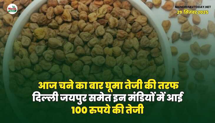 आज चने का बार घूमा तेजी की तरफ | दिल्ली जयपुर समेत इन मंडियों में आई 100 रुपये की तेजी