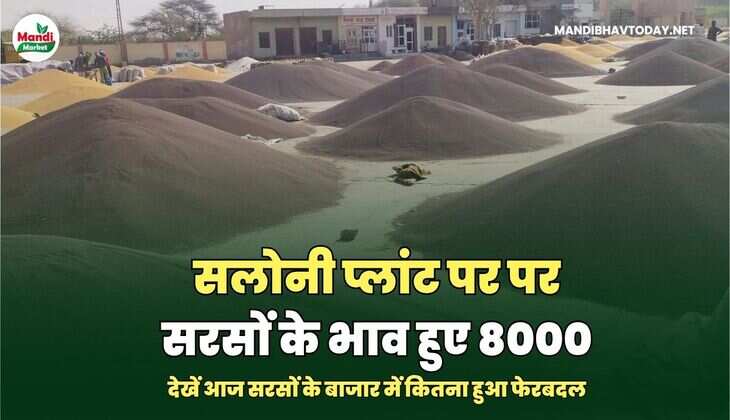 सरसों 