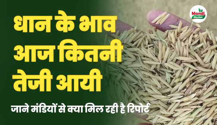 धान के भाव