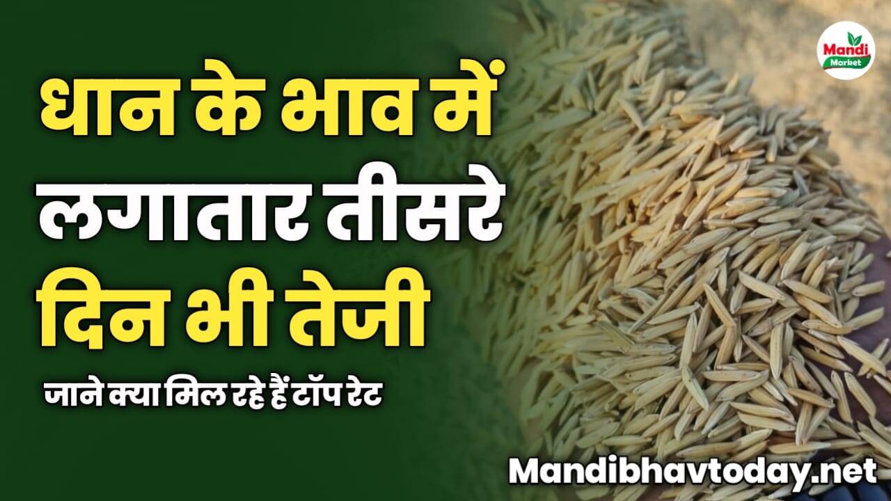 धान के भाव में लगातार तीसरे दिन भी तेजी | जाने क्या मिल रहे हैं टॉप रेट