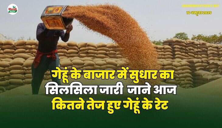 गेहूं के बाजार में सुधार का सिलसिला जारी | जाने आज कितने तेज हुए गेहूं के रेट