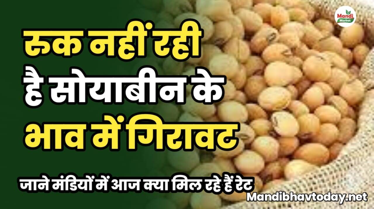 रुक नहीं रही है सोयाबीन के भाव में गिरावट | जाने मंडियों में आज क्या मिल रहे हैं रेट soyabean ke taja mandi bhav 28 january 2025