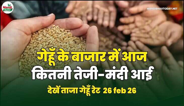गेहूँ के बाजार में आज कितनी तेजी-मंदी आई | देखें ताजा गेहूँ रेट 26 FEB 26