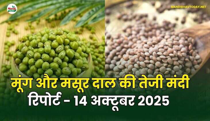 मूँग और मसूर दाल की तेजी मंदी रिपोर्ट - 14 अक्टूबर 2025