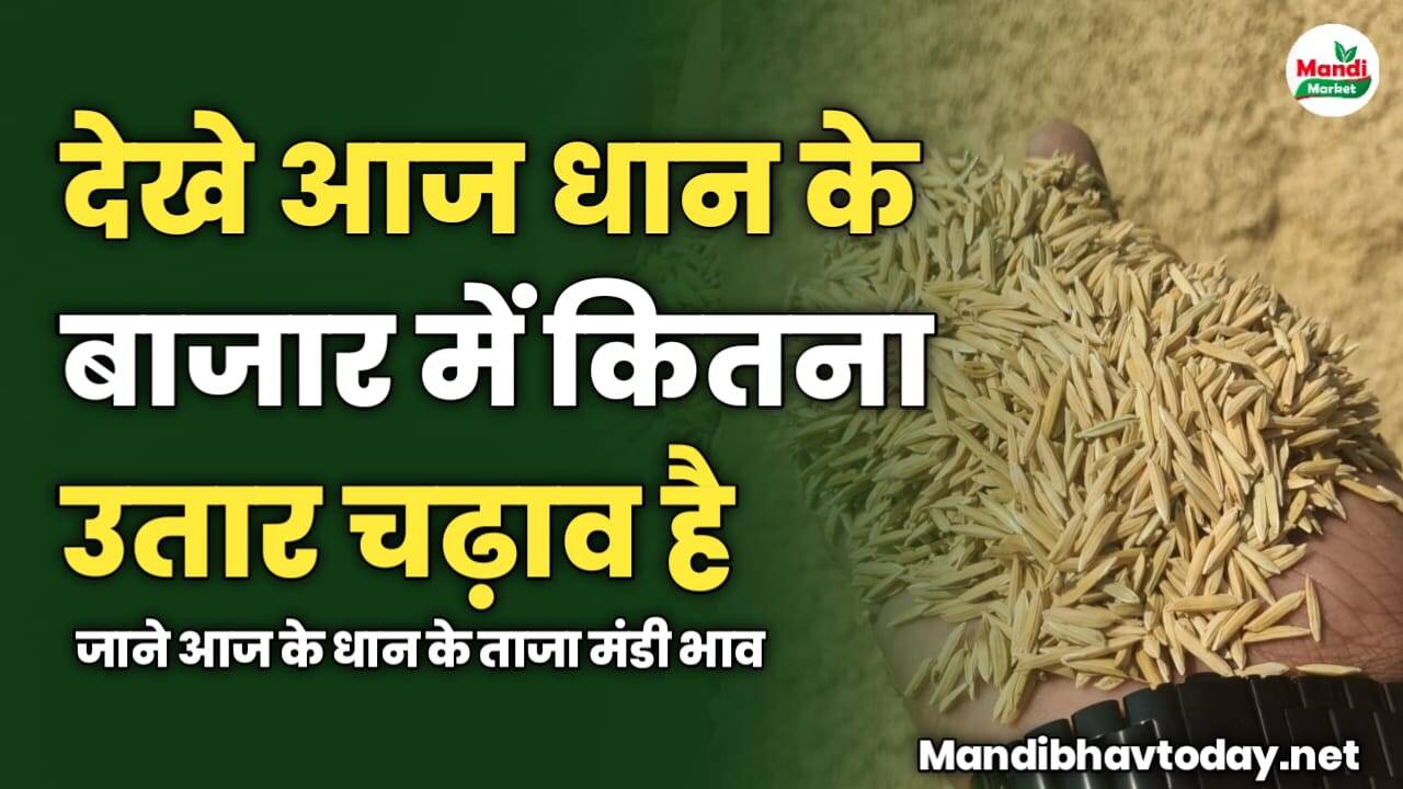 देखे आज धान के बाजार में कितना उतार चढ़ाव है | जाने आज के धान के ताजा मंडी भाव