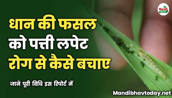 धान की फसल को पत्ती लपेट रोग से कैसे बचाए | जाने पूरी विधि इस रिपोर्ट में 