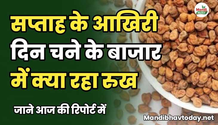सप्ताह के आखिरी दिन चने के बाजार में क्या रहा रुख जाने रिपोर्ट में