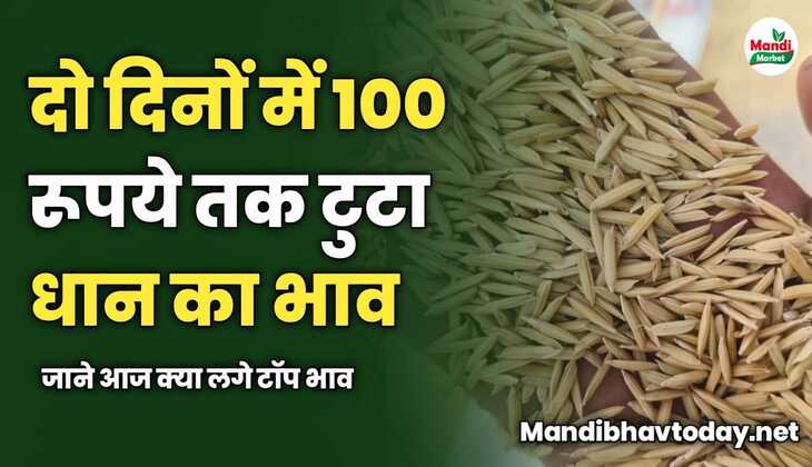 दो दिनों में 100 रूपये तक टुटा धान का भाव | जाने आज क्या लगे टॉप भाव 