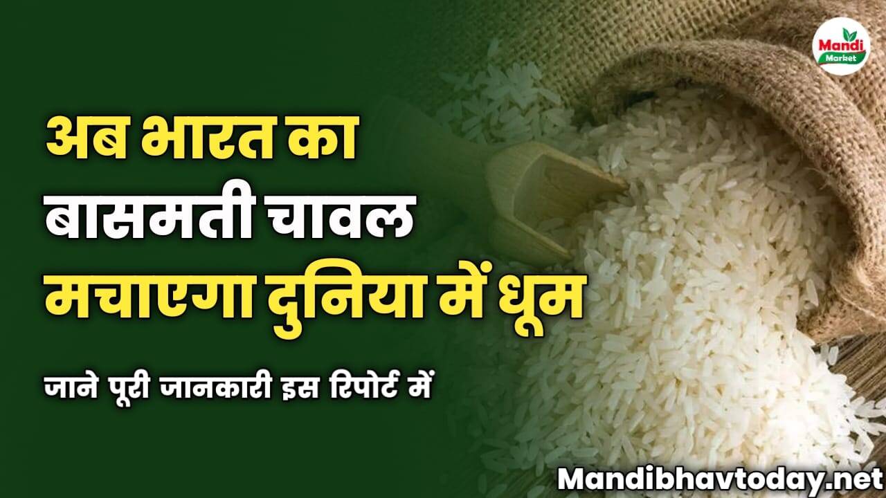 अब भारत का बासमती चावल मचाएगा दुनिया में धूम | जाने पूरी जानकारी इस रिपोर्ट में 