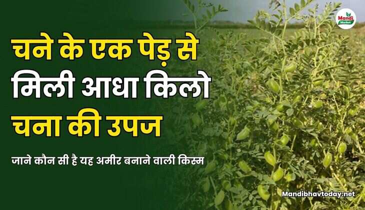 चने के एक पेड़ से मिली आधा किलो चना की उपज | जाने कौन सी है यह अमीर बनाने वाली किस्म
