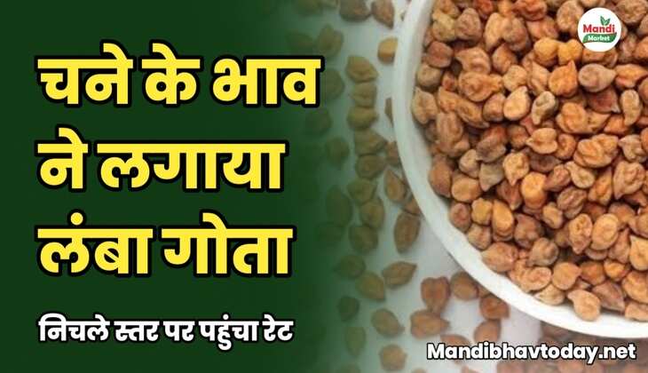 चने के भाव ने लगाया लंबा गोता | निचले स्तर पर पहुंचा रेट