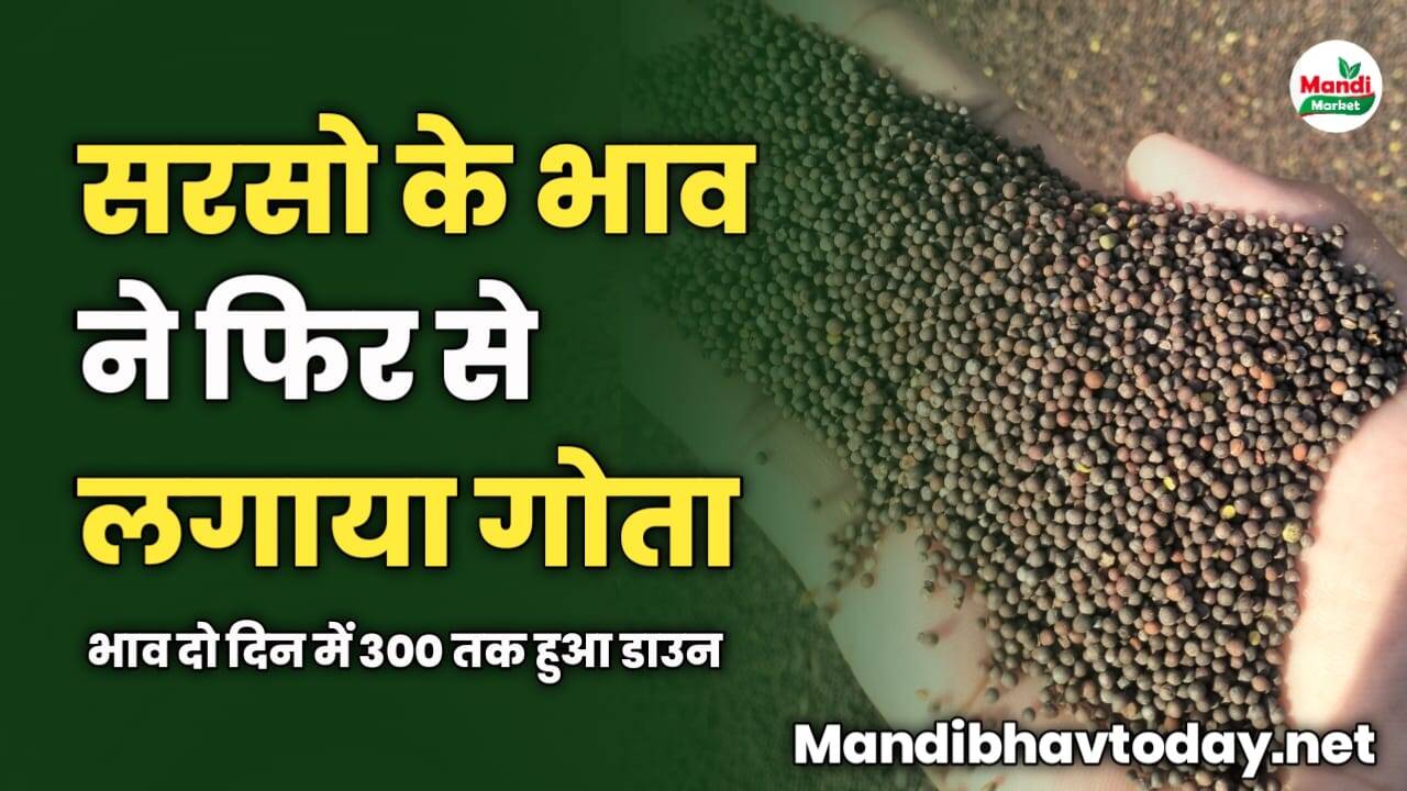 सरसो के भाव ने फिर से लगाया गोता | भाव दो दिन में 300 तक हुआ डाउन