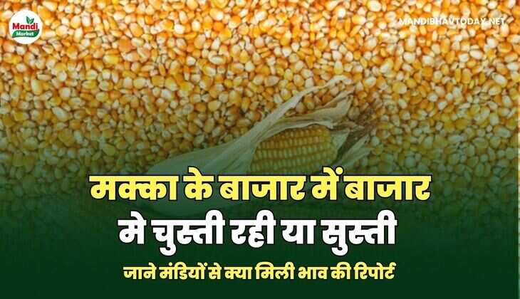मक्का के बाजार में बाजार मे चुस्ती रही या सुस्ती | जाने मंडियों से क्या मिली&nbsp;भाव&nbsp;की&nbsp;रिपोर्ट