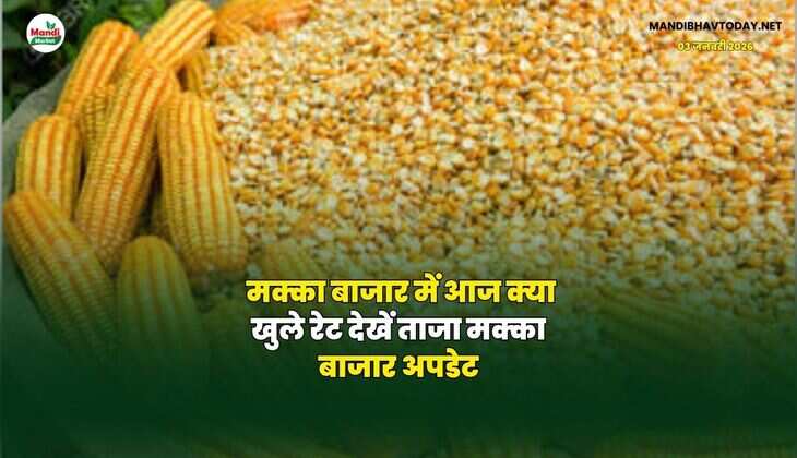 मक्का बाजार में आज क्या खुले रेट | देखें ताजा मक्का बाजार अपडेट