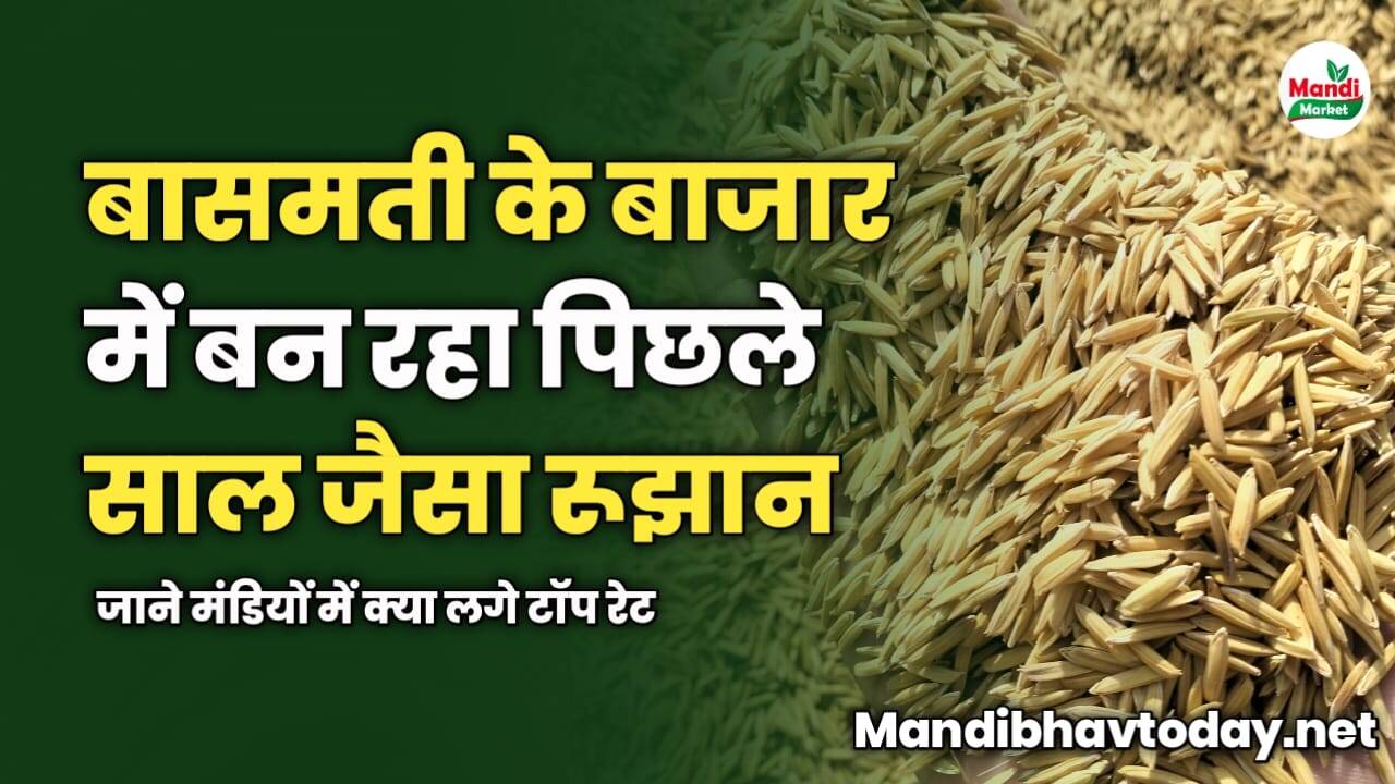 बासमती के बाजार में बन रहा पिछले साल जैसा रूझान | जाने मंडियों में क्या लगे टॉप रेट