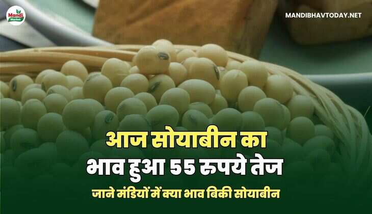 सोयाबीन