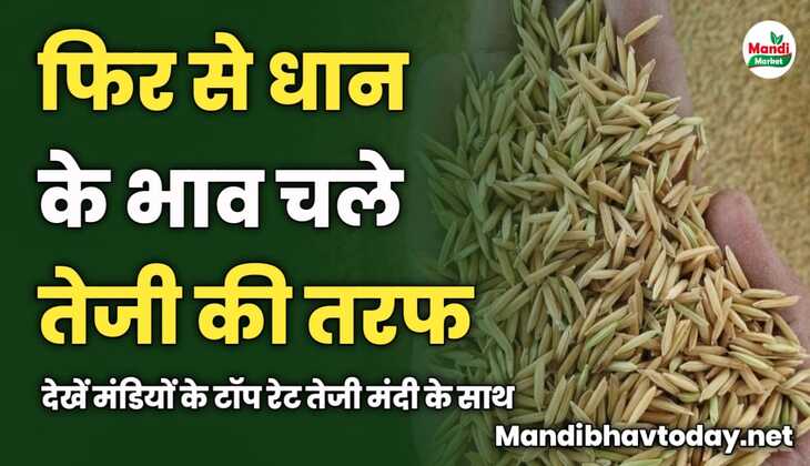 फिर से धान के भाव चले तेजी की तरफ | देखें मंडियों के टॉप रेट तेजी मंदी के साथ