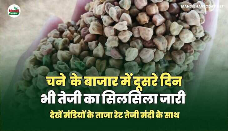 चने  के बाजार में दूसरे दिन भी तेजी का सिलसिला जारी | देखें मंडियों के ताजा रेट तेजी मंदी के साथ