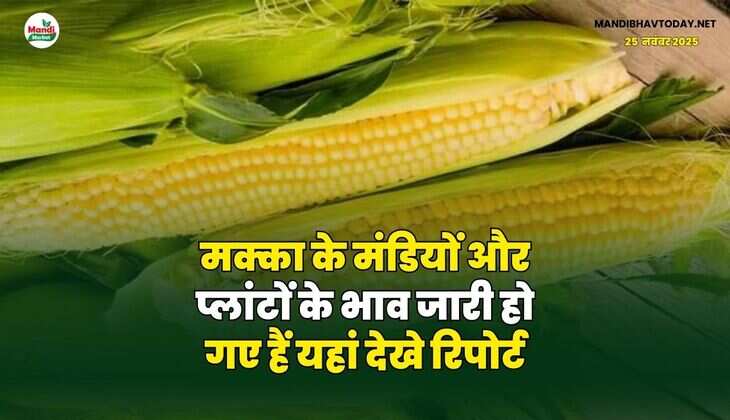 मक्का के मंडियों और प्लांटों के भाव जारी हो गए हैं | यहां देखे रिपोर्ट