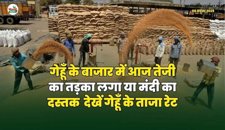 गेहूँ के बाजार में आज तेजी का तड़का लगा या मंदी का दस्तक | देखें गेहूँ के ताजा रेट
