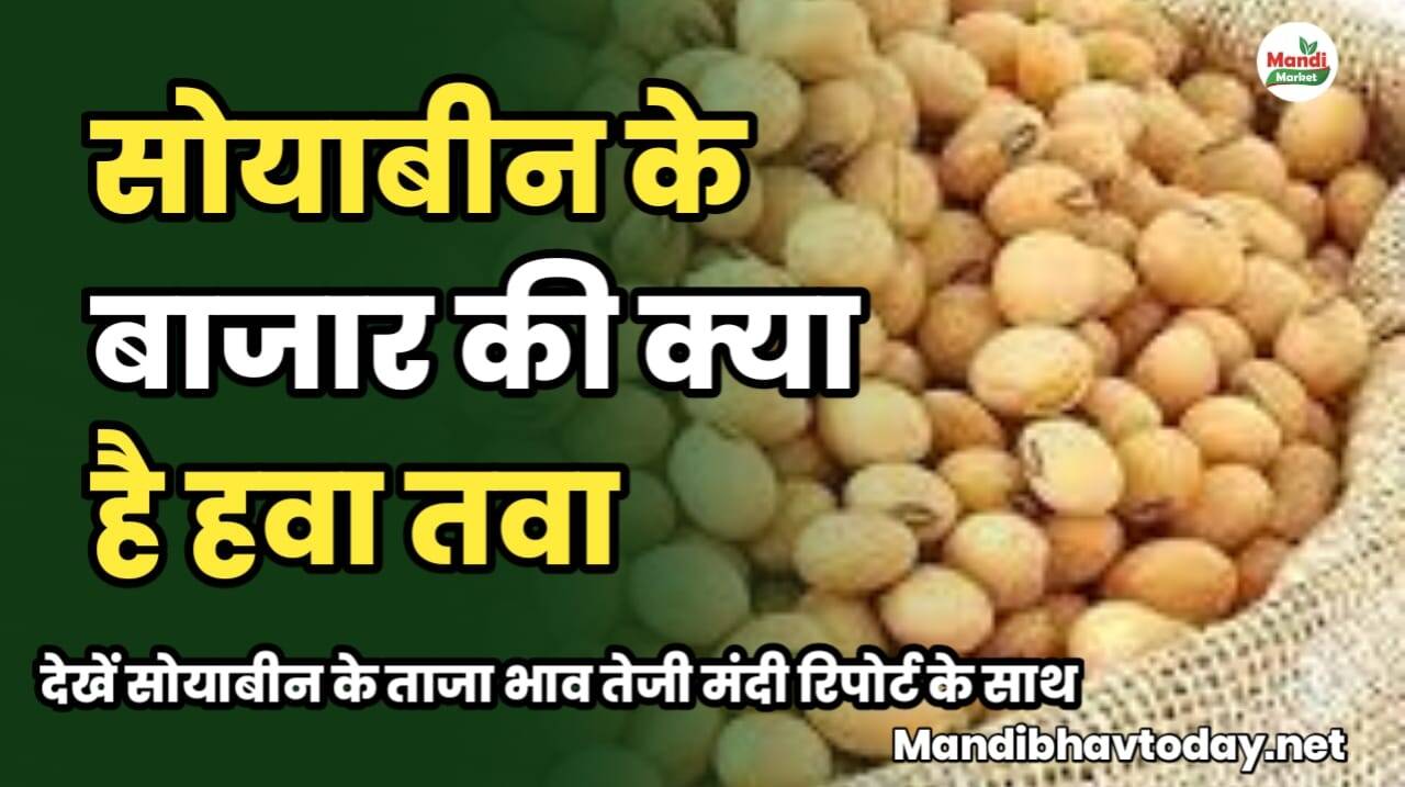 सोयाबीन के बाजार की क्या है हवा तवा | देखें सोयाबीन के ताजा भाव तेजी मंदी रिपोर्ट के साथ soyabean ke taja mandi bhav 14 february 2025