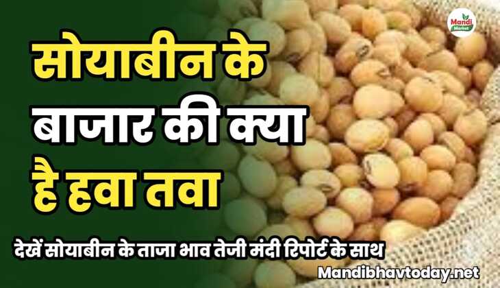 सोयाबीन के बाजार की क्या है हवा तवा | देखें सोयाबीन के ताजा भाव तेजी मंदी रिपोर्ट के साथ&nbsp;soyabean ke taja mandi bhav 14 february 2025