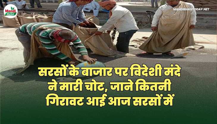 सरसों के बाजार पर विदेशी मंदे ने मारी चोट | जाने कितनी गिरावट आई आज सरसों में