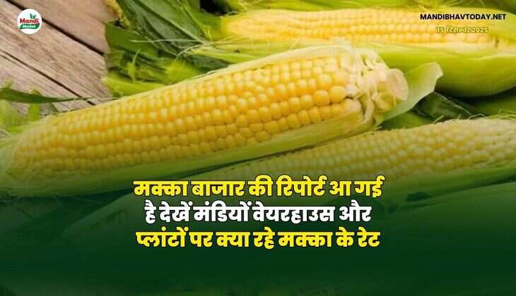 मक्का बाजार की रिपोर्ट आ गई है | देखें मंडियों वेयरहाउस और प्लांटों पर क्या रहे मक्का के रेट